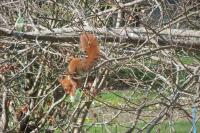 Sciurus vulgaris