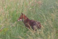 Vulpes vulpes