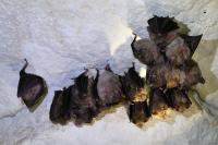 Rhinolophus ferrumequinum