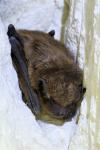Eptesicus serotinus