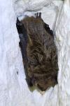 Eptesicus serotinus