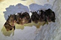 Rhinolophus ferrumequinum