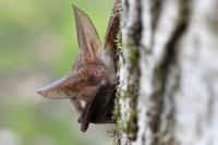 Plecotus auritus
