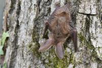 Plecotus auritus