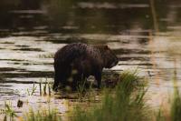 Myocastor coypus