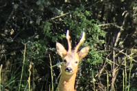 Capreolus capreolus