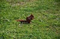 Sciurus vulgaris