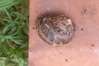 Cornu aspersum