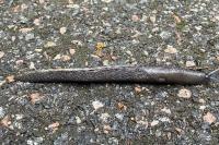 Limax cinereoniger