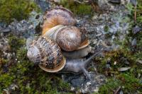 Cornu aspersum