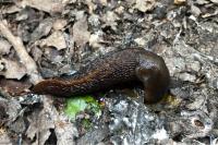 Limax cinereoniger