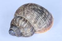 Pomatias elegans