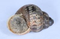 Pomatias elegans