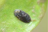 Acroloxus lacustris