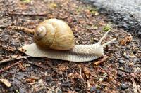 Helix pomatia