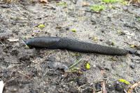 Limax cinereoniger