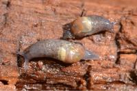 Semilimax pyrenaicus