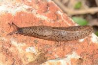 Tandonia rustica