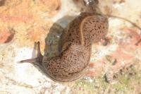 Tandonia rustica