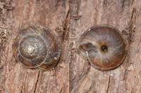 Helicigona lapicida