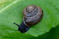 Arianta arbustorum