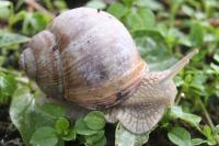 Helix pomatia
