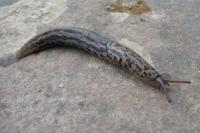 Limax maximus