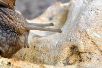 Helix pomatia