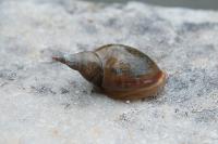 Lymnaea stagnalis