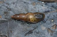 Omphiscola glabra