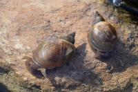Lymnaea stagnalis