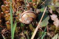 Cepaea nemoralis