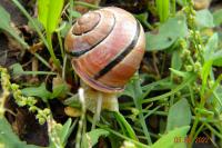 Cepaea hortensis