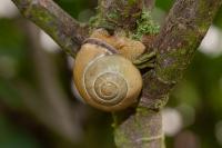 Cepaea nemoralis