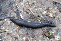 Limax cinereoniger