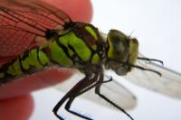 Aeshna cyanea