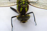 Aeshna cyanea