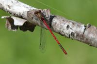 Pyrrhosoma nymphula
