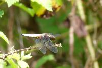 Libellula depressa