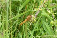 Crocothemis erythraea
