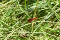 Crocothemis erythraea
