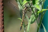 Orthetrum cancellatum