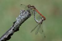 Sympetrum striolatum
