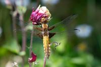 Libellula depressa