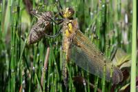 Libellula quadrimaculata