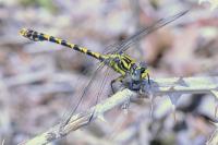 Onychogomphus uncatus