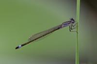 Ischnura elegans