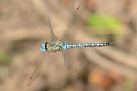 Aeshna affinis