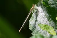 Platycnemis pennipes