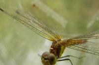 Sympetrum striolatum